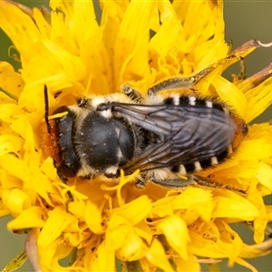 Megachile (Eutricharaea) maculariformis at Penrose, NSW - 2 Nov 2024