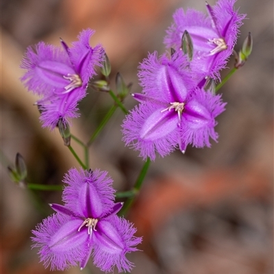 Thysanotus (Genus) (Fringe Lily) at Penrose, NSW - 2 Nov 2024 by Aussiegall