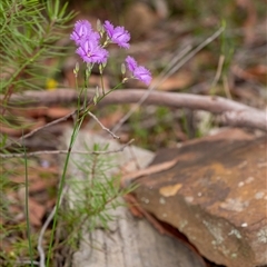 Thysanotus sp. at Penrose, NSW - 2 Nov 2024