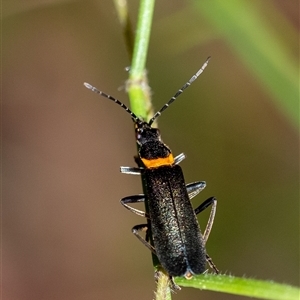 Chauliognathus lugubris (Plague Soldier Beetle) at Penrose, NSW by Aussiegall