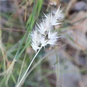 Rytidosperma sp. (Wallaby Grass) at Wodonga, VIC by KylieWaldon