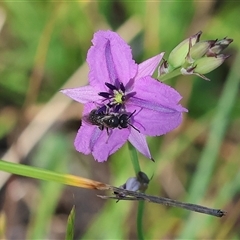 Lasioglossum (Chilalictus) sp. (genus & subgenus) at Wodonga, VIC - 1 Nov 2024 by KylieWaldon