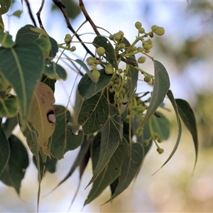 Brachychiton populneus at Wodonga, VIC - 2 Nov 2024 08:46 AM