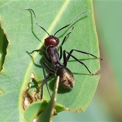 Camponotus suffusus (Golden-tailed sugar ant) at Wodonga, VIC - 2 Nov 2024 by KylieWaldon