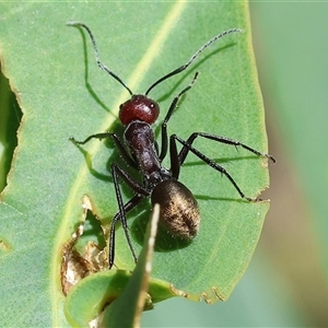 Camponotus suffusus at Wodonga, VIC - 2 Nov 2024