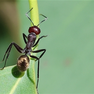 Camponotus suffusus at Wodonga, VIC - 2 Nov 2024