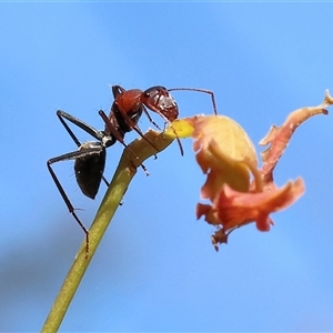 Camponotus sp. (genus) (A sugar ant) at Wodonga, VIC by KylieWaldon