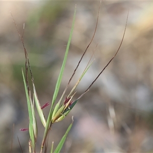 Themeda triandra at Wodonga, VIC - 2 Nov 2024 08:49 AM