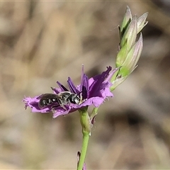 Lasioglossum (Chilalictus) sp. (genus & subgenus) at Wodonga, VIC - 1 Nov 2024 by KylieWaldon