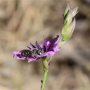 Lasioglossum (Chilalictus) sp. (genus & subgenus) at Wodonga, VIC by KylieWaldon