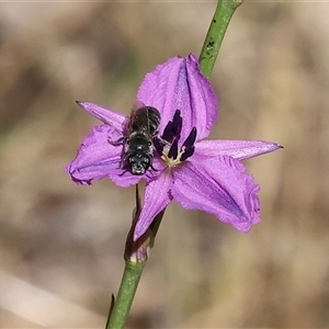 Unidentified at suppressed - 2 Nov 2024