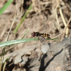 Melangyna viridiceps (Hover fly) at Wodonga, VIC - 2 Nov 2024 by KylieWaldon