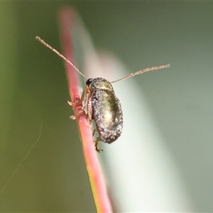 Edusella sp. (genus) at Wodonga, VIC - 2 Nov 2024 08:56 AM