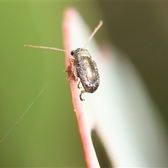 Edusella sp. (genus) at Wodonga, VIC - 2 Nov 2024 08:56 AM