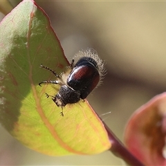 Unidentified Beetle (Coleoptera) at Wodonga, VIC - 1 Nov 2024 by KylieWaldon