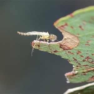 Chironomidae (family) at Wodonga, VIC - 2 Nov 2024