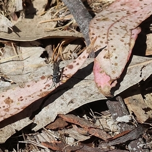 Turneromyia sp. (genus) at Leneva, VIC - 2 Nov 2024 09:10 AM