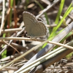 Zizina otis (Common Grass-Blue) at Leneva, VIC - 2 Nov 2024 by KylieWaldon