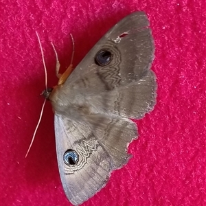 Dasypodia selenophora at Brighton East, VIC - 3 Nov 2024