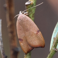 Tortricopsis uncinella (Wingia group) at Hughes, ACT - 1 Nov 2024 by LisaH