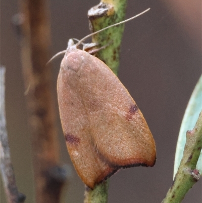 Tortricopsis uncinella (A concealer moth) at Hughes, ACT - 1 Nov 2024 by LisaH