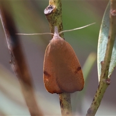 Tortricopsis uncinella at Hughes, ACT - 1 Nov 2024