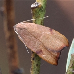 Tortricopsis uncinella at Hughes, ACT - 1 Nov 2024