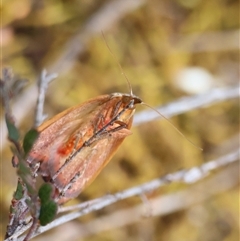 Tortricopsis uncinella at Hughes, ACT - 1 Nov 2024