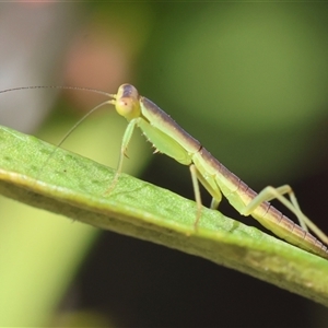 Orthodera ministralis at Hughes, ACT - 1 Nov 2024