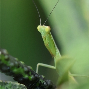 Orthodera ministralis at Hughes, ACT - 1 Nov 2024