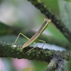 Orthodera ministralis at Hughes, ACT - 1 Nov 2024