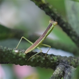 Orthodera ministralis at Hughes, ACT - 1 Nov 2024