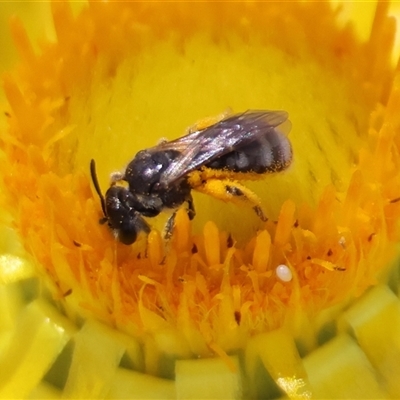 Lasioglossum (Chilalictus) sp. (genus & subgenus) (Halictid bee) at Hughes, ACT - 1 Nov 2024 by LisaH