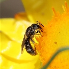 Lasioglossum (Chilalictus) sp. (genus & subgenus) at Hughes, ACT - 1 Nov 2024 12:16 PM