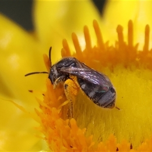 Lasioglossum (Chilalictus) sp. (genus & subgenus) at Hughes, ACT - 1 Nov 2024 12:16 PM