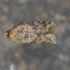 Isochorista ranulana (A Tortricid moth) at Deakin, ACT - 1 Nov 2024 by LisaH