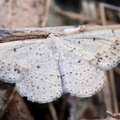 Taxeotis intextata (Looper Moth, Grey Taxeotis) at Deakin, ACT - 2 Nov 2024 by LisaH