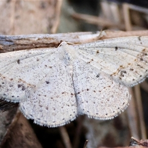 Taxeotis intextata at Deakin, ACT - 2 Nov 2024