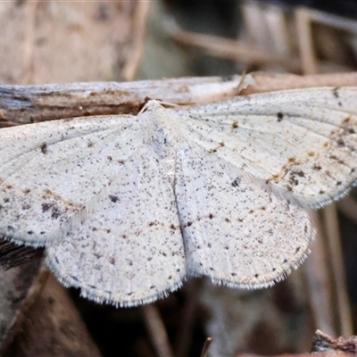 Taxeotis intextata (Looper Moth, Grey Taxeotis) at Deakin, ACT - 2 Nov 2024 by LisaH