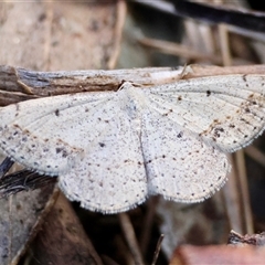 Taxeotis intextata at Deakin, ACT - 2 Nov 2024 04:17 PM