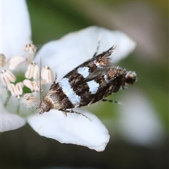 Glyphipterix meteora (A Sedge Moth) at Deakin, ACT - 2 Nov 2024 by LisaH