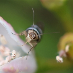 Glyphipterix meteora at Deakin, ACT - 2 Nov 2024