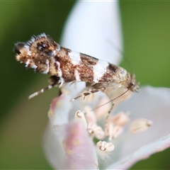 Glyphipterix meteora at Deakin, ACT - 2 Nov 2024