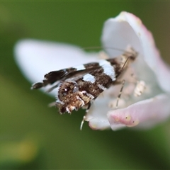 Glyphipterix meteora at Deakin, ACT - 2 Nov 2024