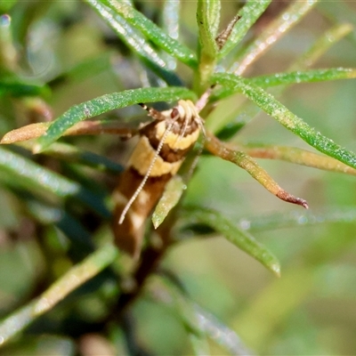 Macrobathra chrysotoxa (A cosmet moth) at Hughes, ACT - 2 Nov 2024 by LisaH