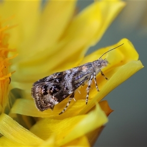 Tebenna micalis at Deakin, ACT - 2 Nov 2024 05:15 PM