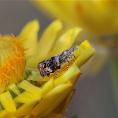 Tebenna micalis at Deakin, ACT - 2 Nov 2024 05:15 PM