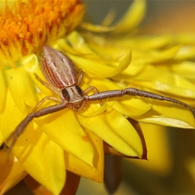 Runcinia insecta (Pointed Runcinia) at Deakin, ACT - 2 Nov 2024 by LisaH