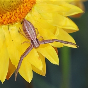 Runcinia insecta at Deakin, ACT - 2 Nov 2024 05:20 PM