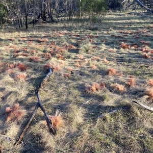 Nassella trichotoma at Hackett, ACT - 2 Nov 2024